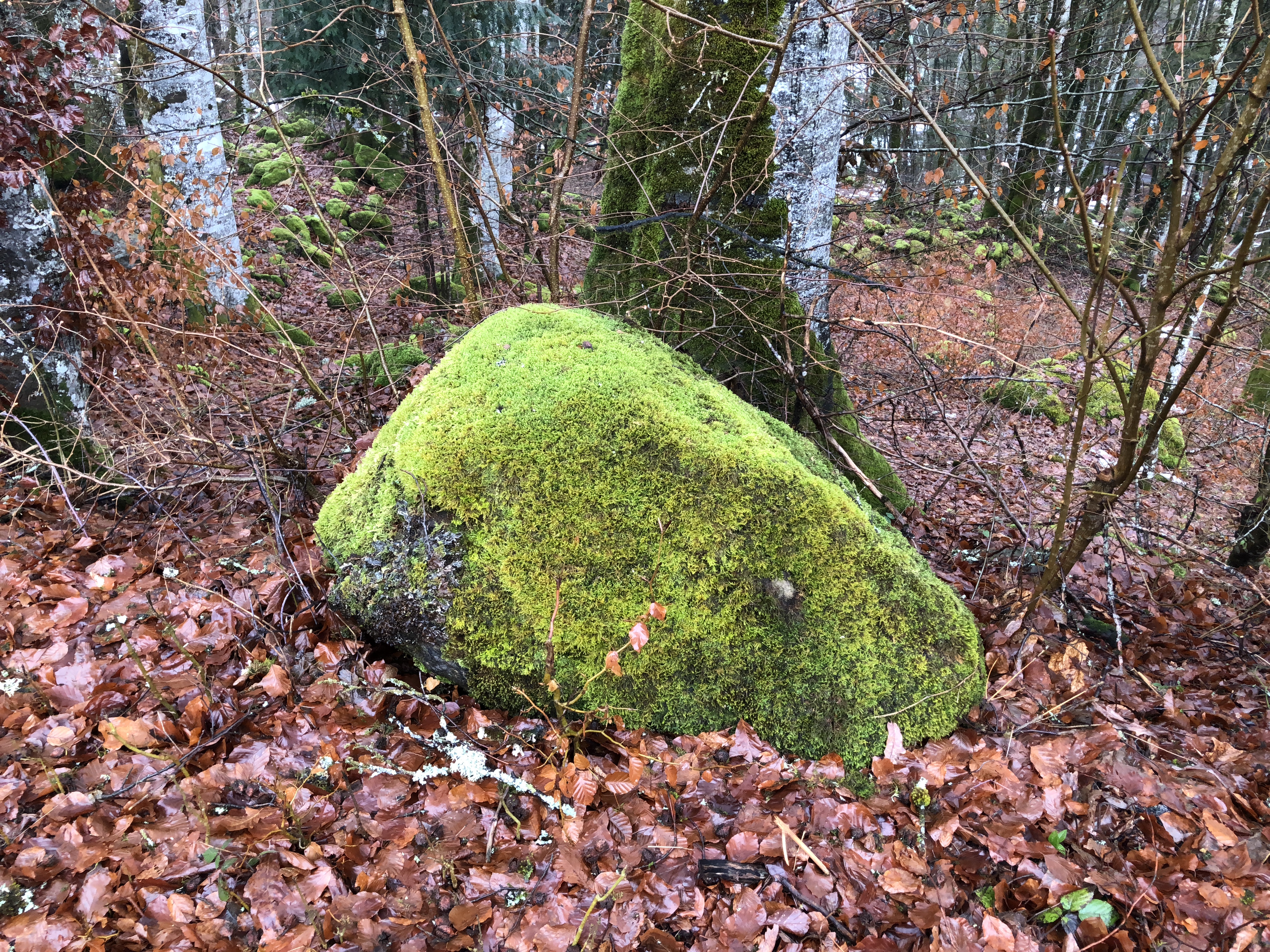 Moss covered rock